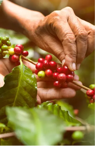 Tour del café
