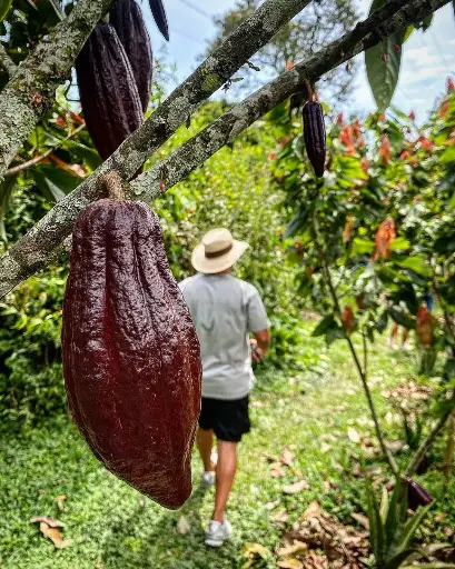 Tour del Cacao en 5 Cacao (Barcelona)
